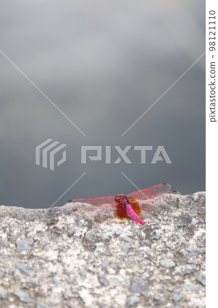 休息它的翼的紅色蜻蜓 98121110