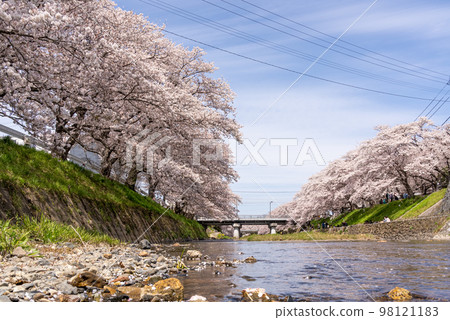 Photo of cherry blossoms in full bloom along the river Photo of cherry blossoms in full bloom along the river 98121183