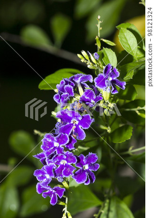 Duranta repens purple flowers with 5 petals. Duranta repens purple flowers with 5 petals. 98121324