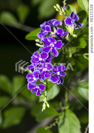 Duranta repens purple flowers with 5 petals. Duranta repens purple flowers with 5 petals. 98121326