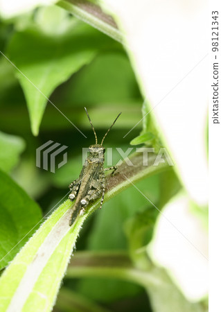 Grasshopper with brown color on the leaves Grasshopper with brown color on the leaves 98121343