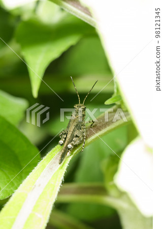 Grasshopper with brown color on the leaves Grasshopper with brown color on the leaves 98121345