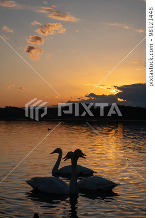 Swan and sunset 98121448