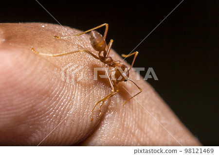 Red ants on the fingers 98121469