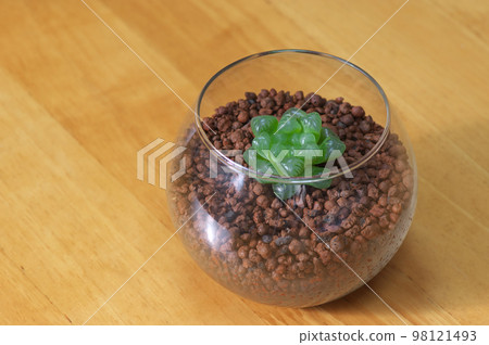 Haorthia · Shizukaishi Haorthia · Shizukaishi 98121493