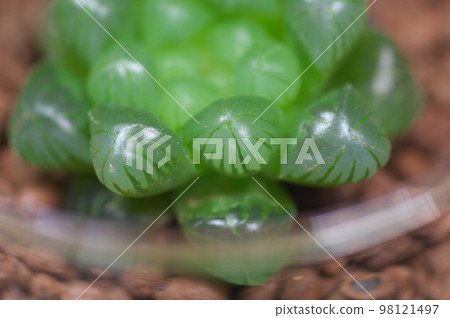 Haorthia · Shizukaishi Haorthia · Shizukaishi 98121497