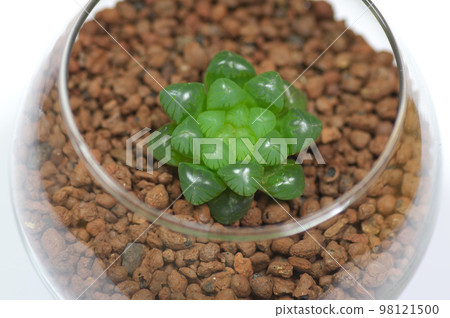 Haorthia · Shizukaishi 98121500