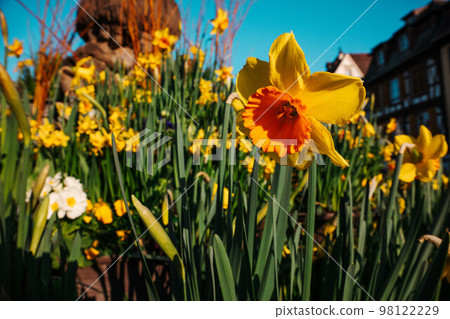 fresh yellow dandelion in city center flower pot during sunset. Urban landscape for green towns 98122229