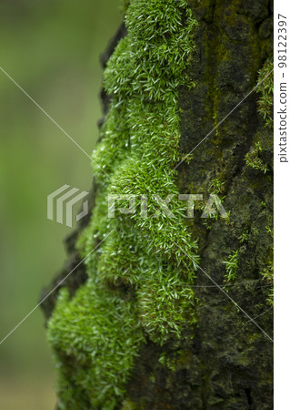 Moss green on trees in nature with moisture 98122397