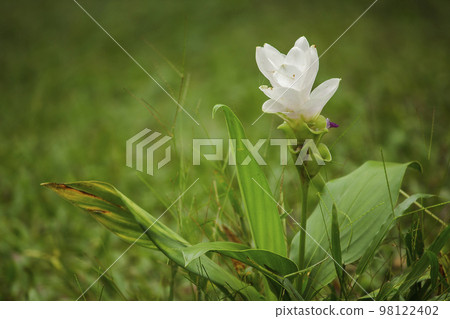 Curcuma sessilis with white flowersIs a herbaceous plant in the family Zingiberaceae 98122402