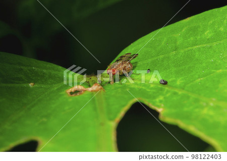 Syrphidae are on the leaves in nature. Or known as hoverfly, a family of insects 98122403