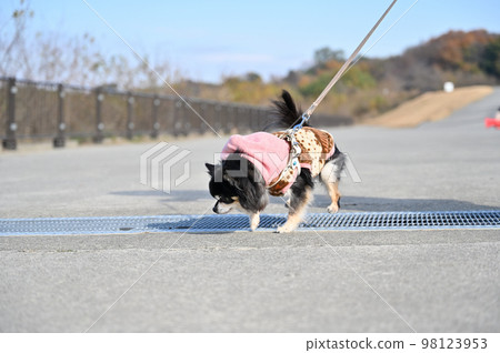 吉娃娃跳過格柵 98123953