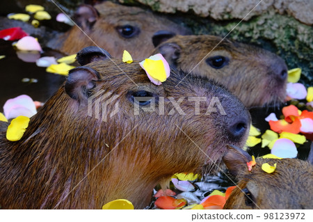 Capybara soaking in a hot spring Capybara soaking in a hot spring 98123972