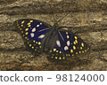 Giant purple saki male new imago 98124000