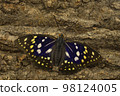 Giant purple saki male new imago 98124005