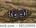 Giant purple saki male new imago 98124008