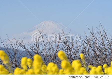 Mount Fuji seen from Mt. Azuma in Ninomiya Mount Fuji seen from Mt. Azuma in Ninomiya 98124096