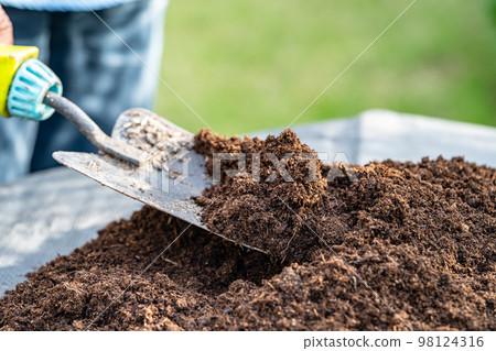 Hand holding peat moss organic matter improve soil for agriculture organic plant growing, ecology concept. 98124316