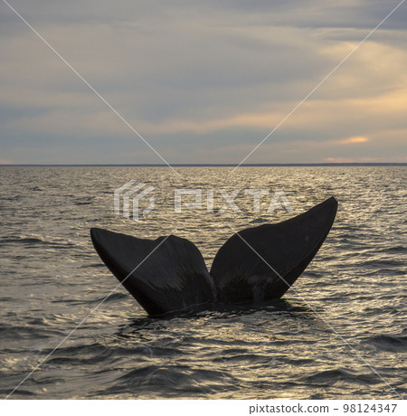 Southern Right whale tail, Puerto Madryn, Patagonia, Argentina Southern Right whale tail, Puerto Madryn, Patagonia, Argentina 98124347