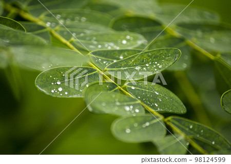 Drops of water on the leaves Drops of water on the leaves 98124599