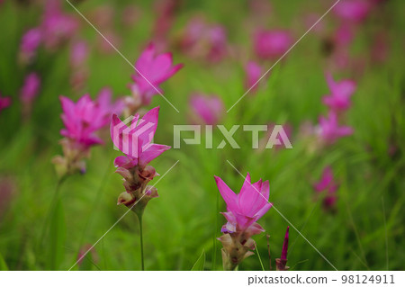 Curcuma sessili pink is blooming beautifully in the rainy season 98124911