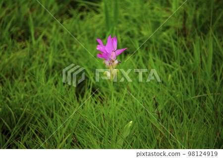 Curcuma sessili pink is blooming beautifully in the rainy season 98124919