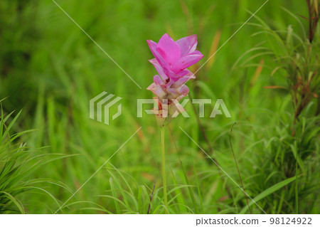 Curcuma sessili pink is blooming beautifully in the rainy season 98124922