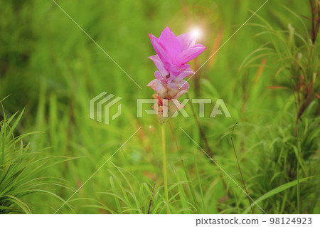 Curcuma sessili pink is blooming beautifully in the rainy season 98124923