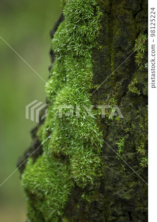 Moss is on a tree in the bark with moisture. 98125224
