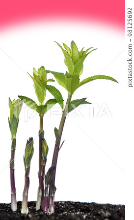 Climate crisis image (fix photography) 98125692