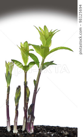 Climate crisis image (fix photography) 98125694