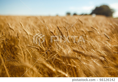 Amazing agriculture sunset landscape.Growth nature harvest. Wheat field natural product. 98126142