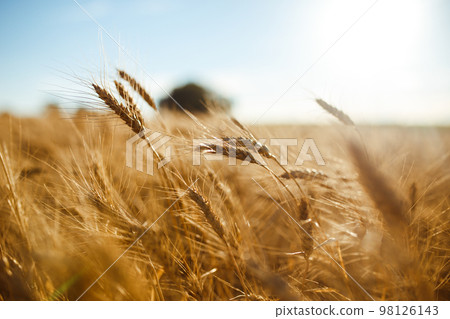 Amazing agriculture sunset landscape.Growth nature harvest. Wheat field natural product. 98126143