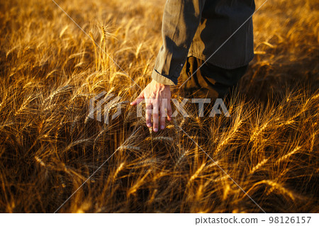 Man with his back to viewer in field of wheat touched by the hand of spikes in the sunset light.. Man with his back to viewer in field of wheat touched by the hand of spikes in the sunset light.. 98126157