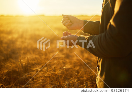 Amazing Hands Of A Farmer Close-up Holding A Handful Of Wheat Grains In A Wheat Field. 98126174