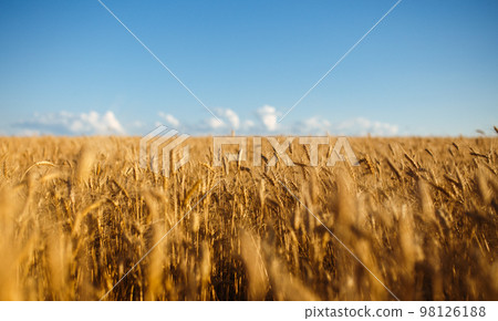 Close up nature photo Idea of rich harvest. Amazing backdrop of ripening ears of yellow wheat field 98126188