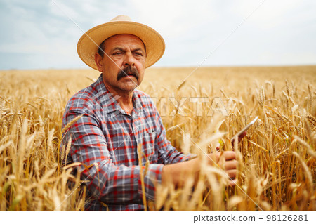 Farmer in the hat checking wheat field progress, holding tablet using internet. Digital agriculture. 98126281