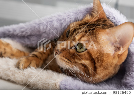 A cute cat wrapped in a knitted sweater lies at home. A cute cat wrapped in a knitted sweater lies at home. 98126490