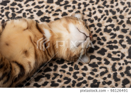 A cute red cat sleeps on a soft leopard blanket. A cute red cat sleeps on a soft leopard blanket. 98126491