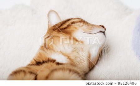 Cute red cat sleeps on a soft blanket. Cute red cat sleeps on a soft blanket. 98126496