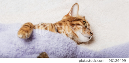 Cute red cat sleeps on a soft blanket. Cute red cat sleeps on a soft blanket. 98126499
