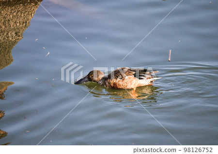 Cute migratory duck swimming in the pond 98126752