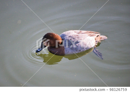 Cute migratory duck swimming in the pond 98126759