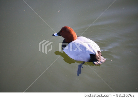 Cute migratory duck swimming in the pond 98126762