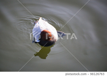 Cute migratory duck swimming in the pond 98126763