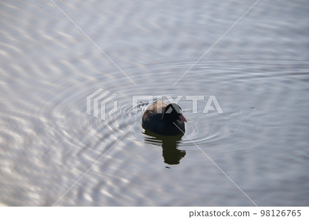Cute migratory duck swimming in the pond 98126765