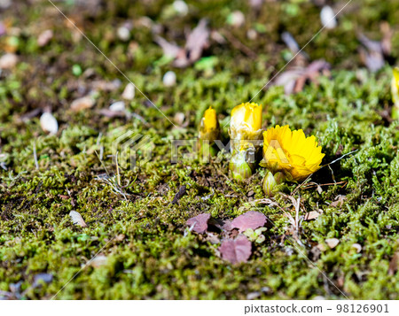 Cute Adonis that started to bloom in the New Year 98126901