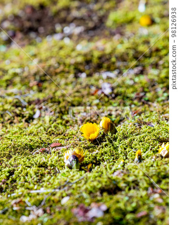 Cute Adonis that started to bloom in the New Year Cute Adonis that started to bloom in the New Year 98126938