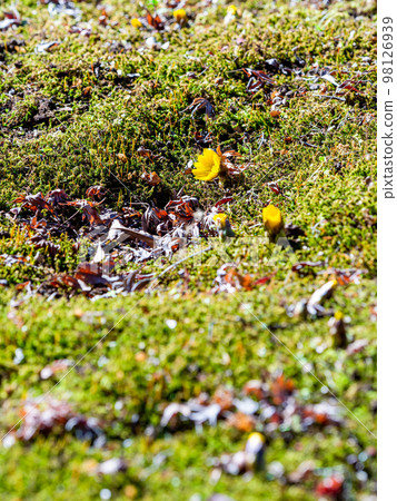 Cute Adonis that started to bloom in the New Year 98126939