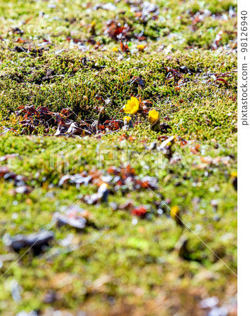 Cute Adonis that started to bloom in the New Year Cute Adonis that started to bloom in the New Year 98126940